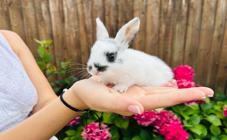 Netherland Dwarf rabbits - Advert 1