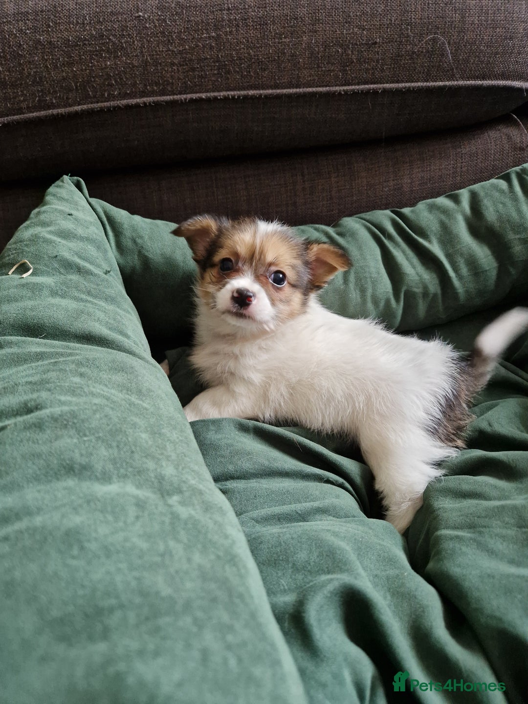 Mixed Breed dogs for sale: Jack Russel x pomeranian - Image 2