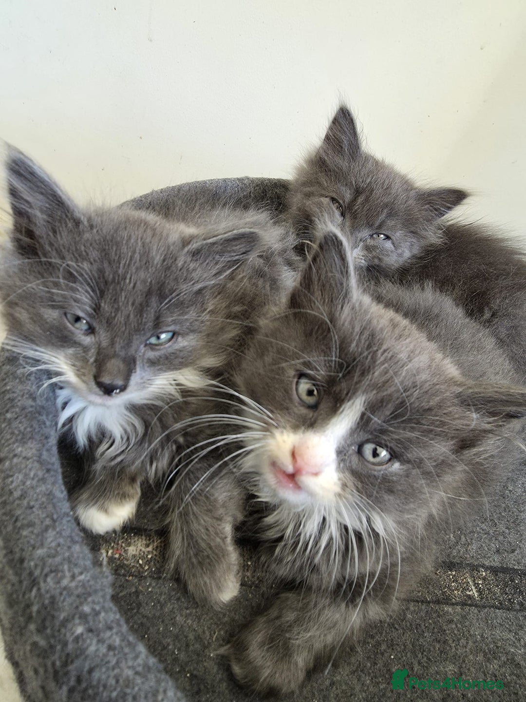 Mixed Breed cats for sale: 5 cute blue and blue&white long-haired kittens - Image 2