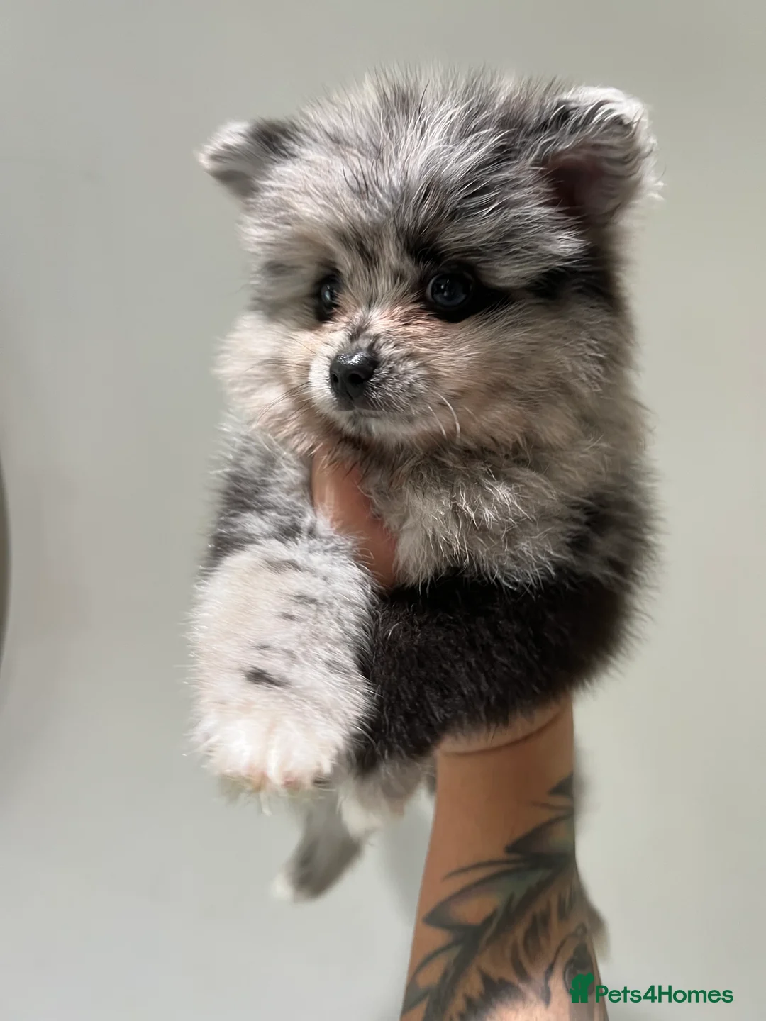 Gallery Image {{count}}