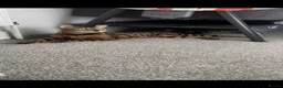 Bengal cats for sale: Beautiful Bengal female  - Advert 1