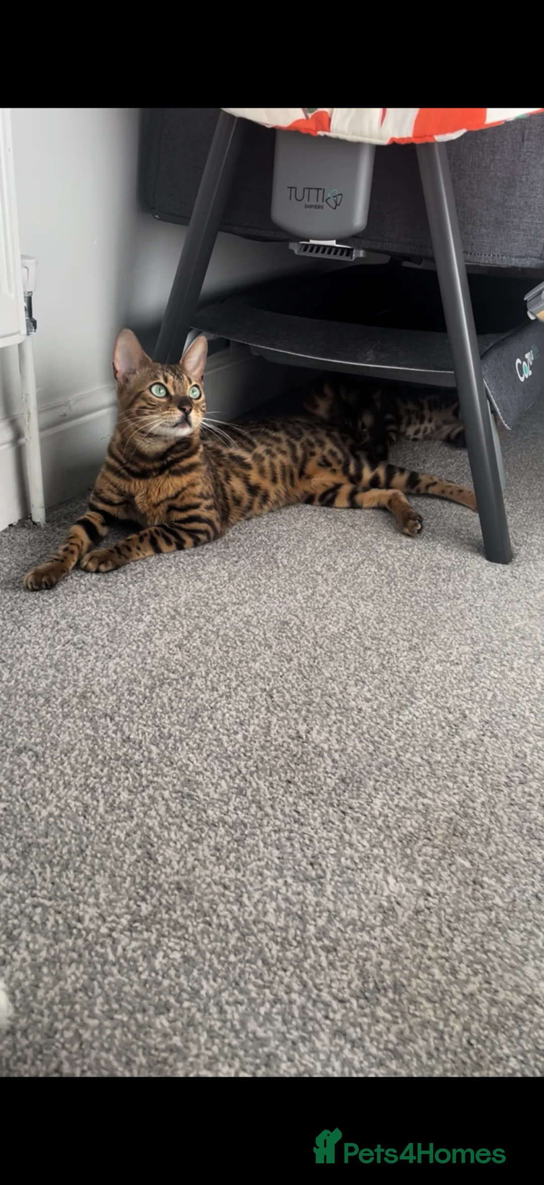 Bengal cats for sale: Beautiful Bengal female  - Advert 1