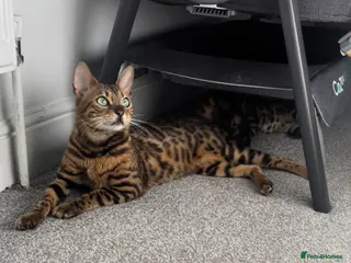 Bengal cats Beautiful Bengal female - Advert 1