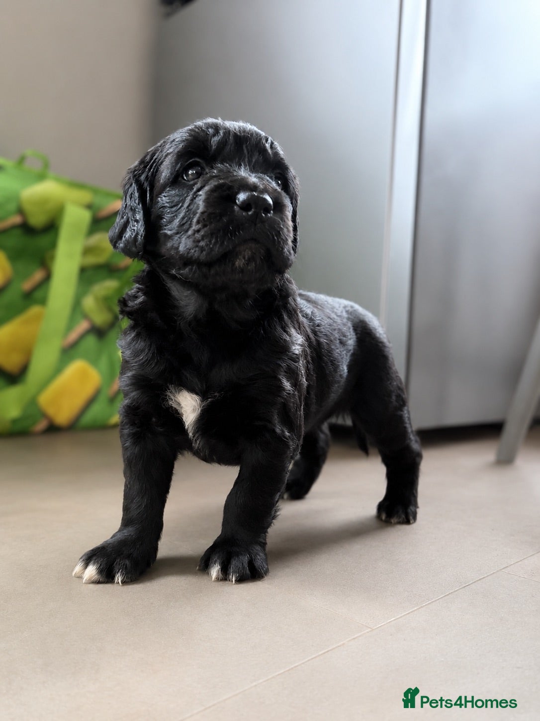 Goldador dogs Spangolds - 3/4 golden retriever 1/4 ESS  - Advert 1