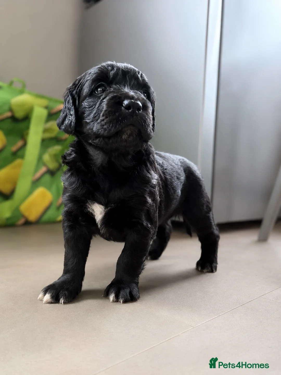 Goldador dogs for sale: Spangolds - 3/4 golden retriever 1/4 ESS  - Advert 1