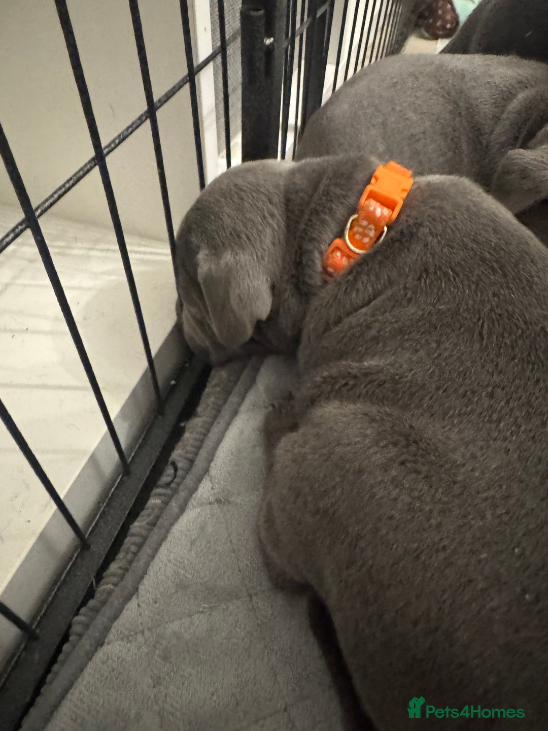 Staffordshire Bull Terrier dogs for sale: STUNNING KC REGISTERED BLUE STAFFY PUPS - Advert 5