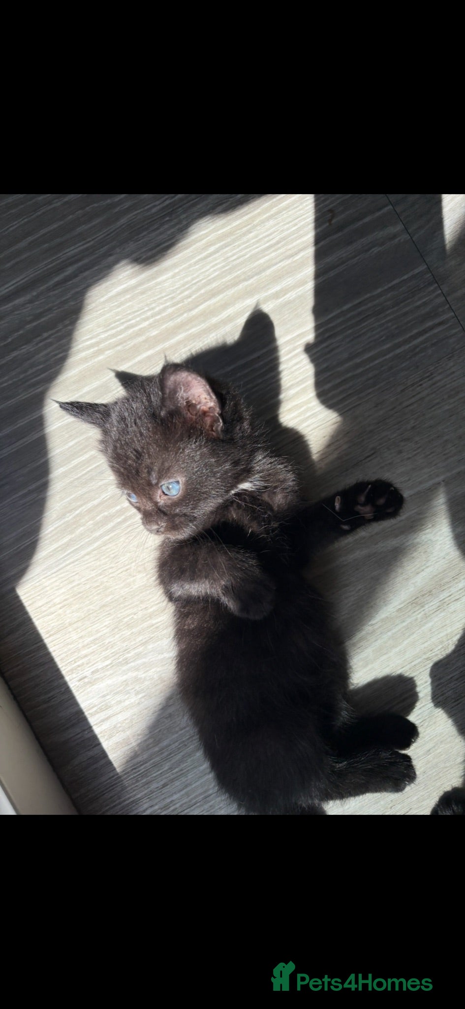 Mixed Breed cats Kittens for sale, Ready now £20 - Advert 1
