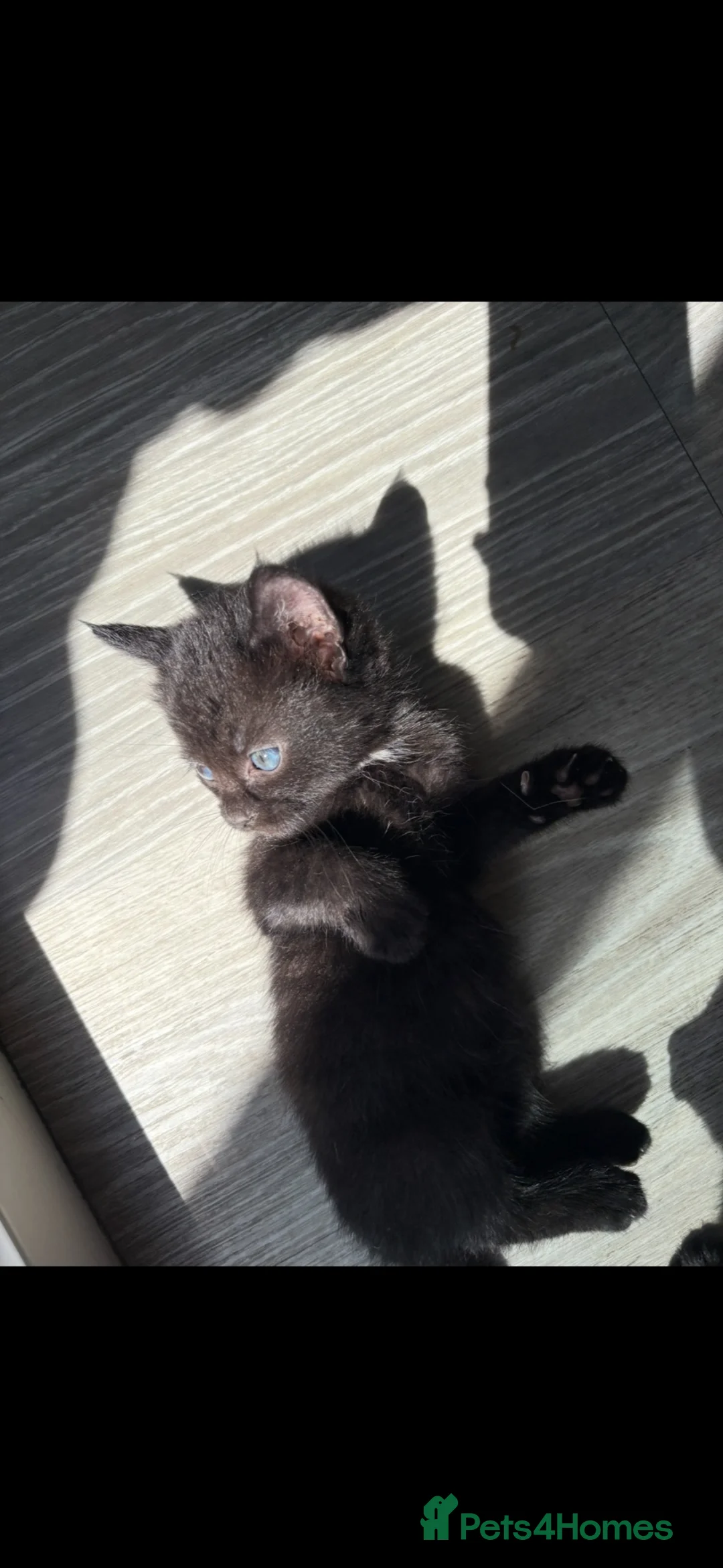 Mixed Breed cats for sale: Kittens for sale, Ready now £20 in Birmingham - Advert 1