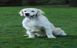 Golden Retriever dogs for sale: Stunning Golden Retrievers KC Reg - Image 4