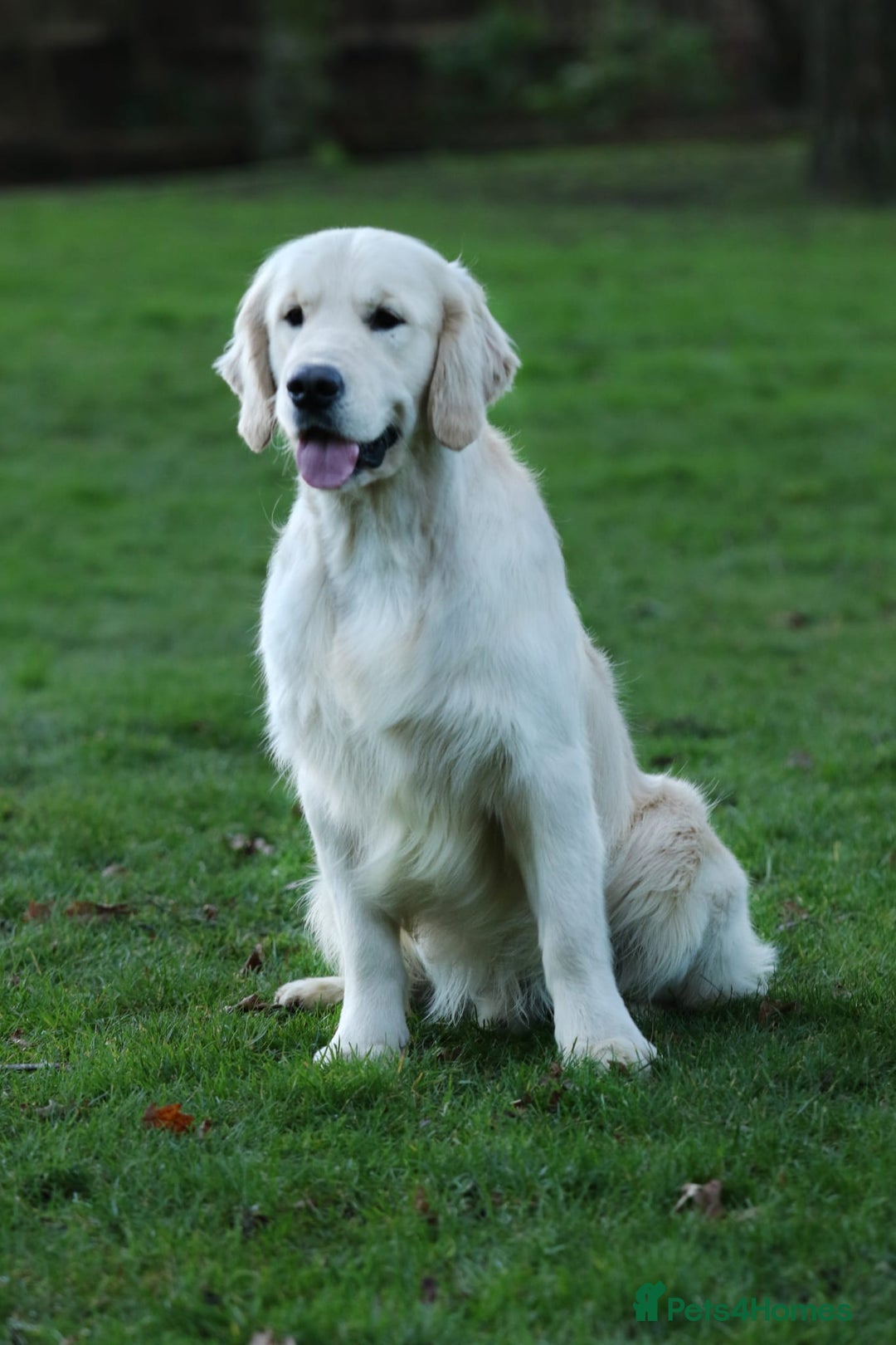 Golden Retriever dogs for sale: Stunning Golden Retrievers KC Reg - Image 4