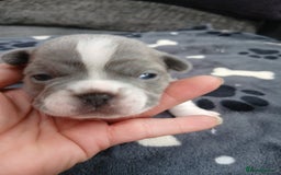 French Bulldog dogs for sale: French bulldog puppies 2 boys 1 girl left in Chatham - Image 5
