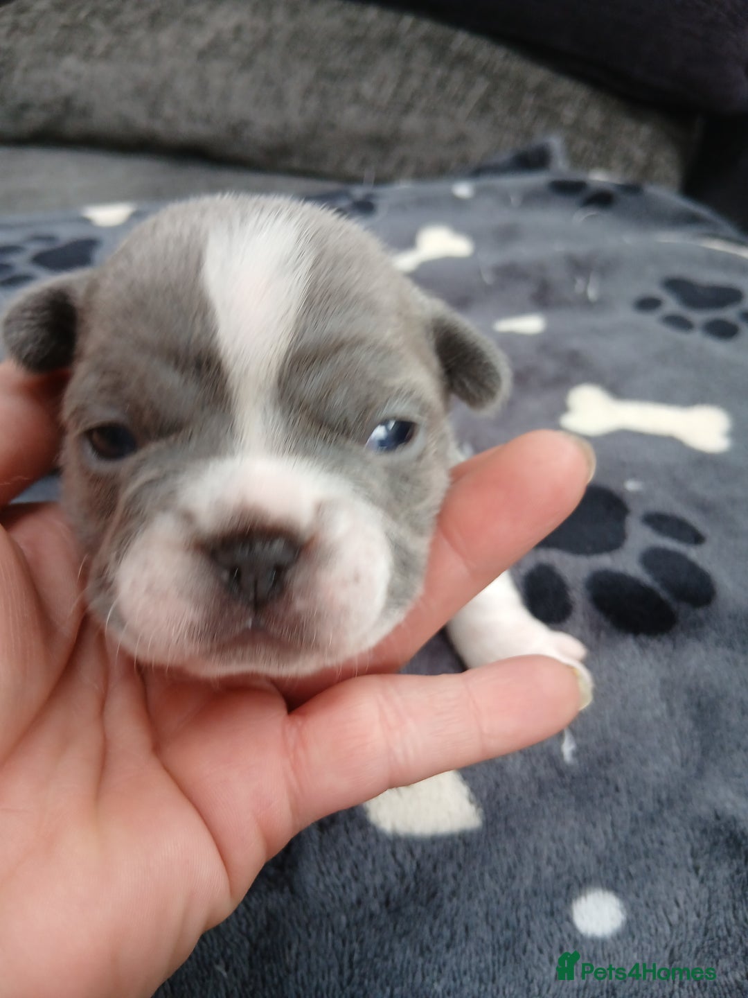 French Bulldog dogs for sale: French bulldog puppies 2 boys 1 girl left in Chatham - Image 5