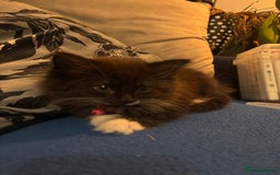 British Longhair cats for sale: Female black and white long haired kitten  - Image 2
