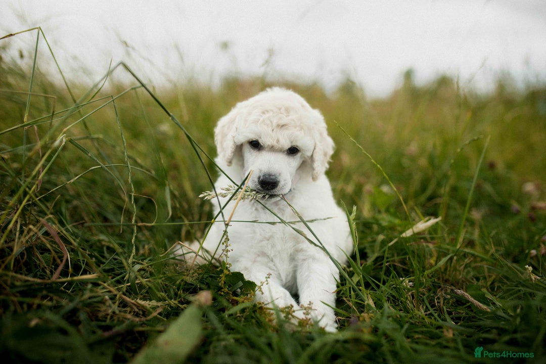 Standard Poodle dogs for sale: It has to be ALL WHITE Standard Poodle Puppies - Image 4