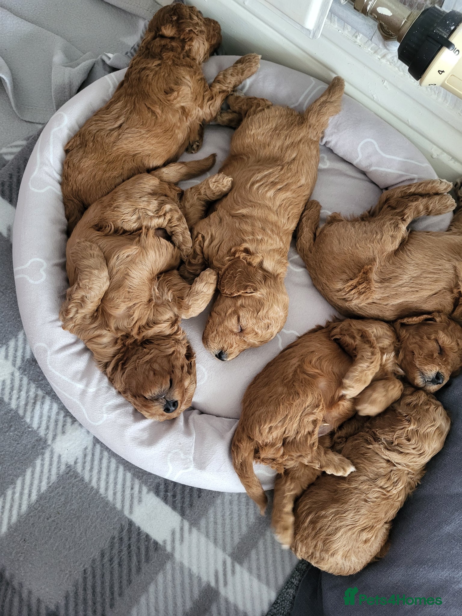 Toy Poodle dogs Adorable TOY POODLE pups - Advert 1