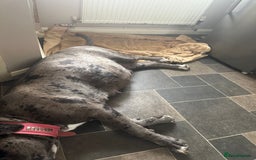 Cane Corso dogs for sale: Proudly presenting - Image 7