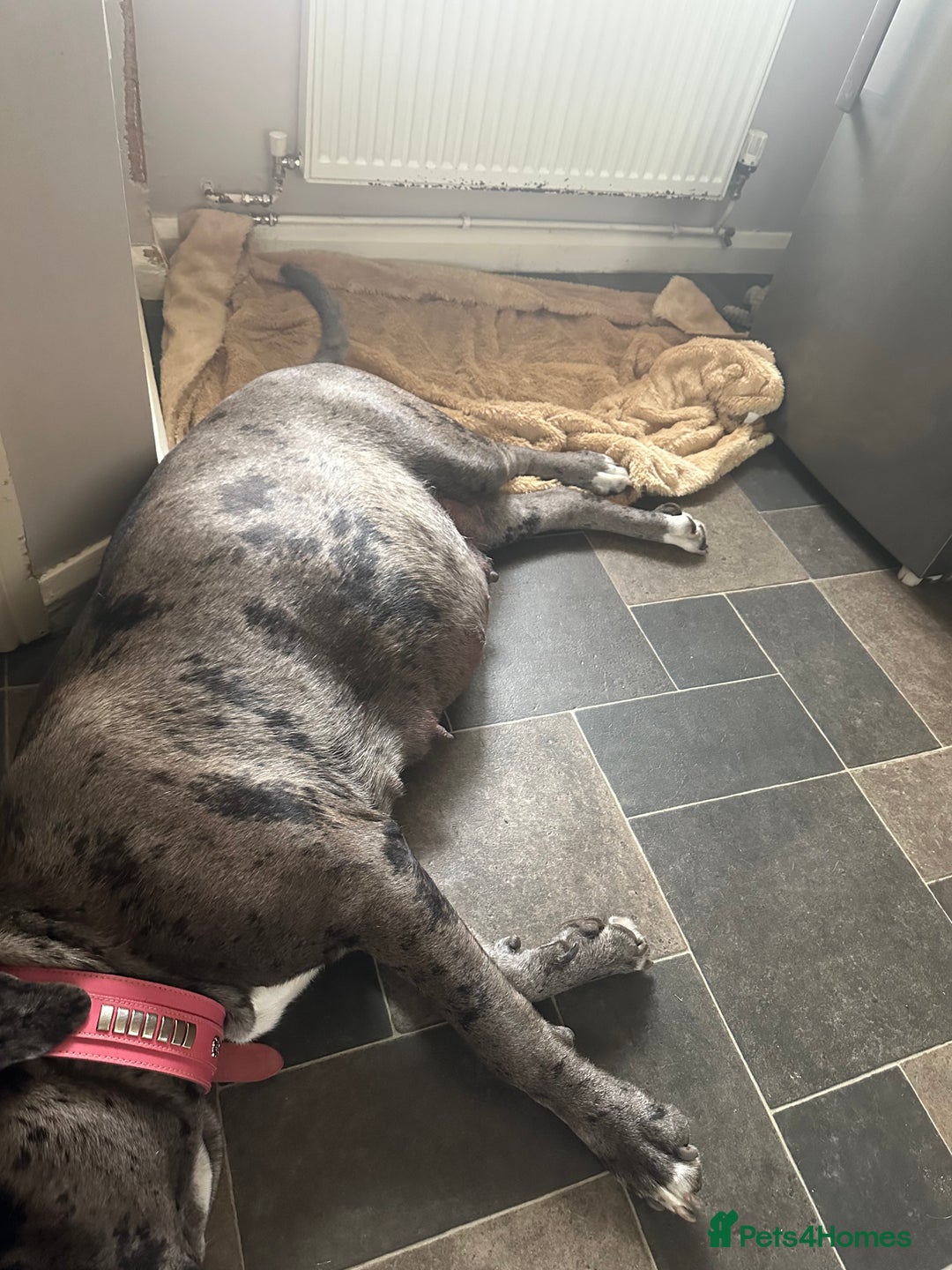 Cane Corso dogs for sale: Proudly presenting - Image 7