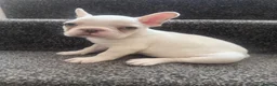 French Bulldog dogs for sale: Beautiful Platinum French Bulldogs - Advert 4