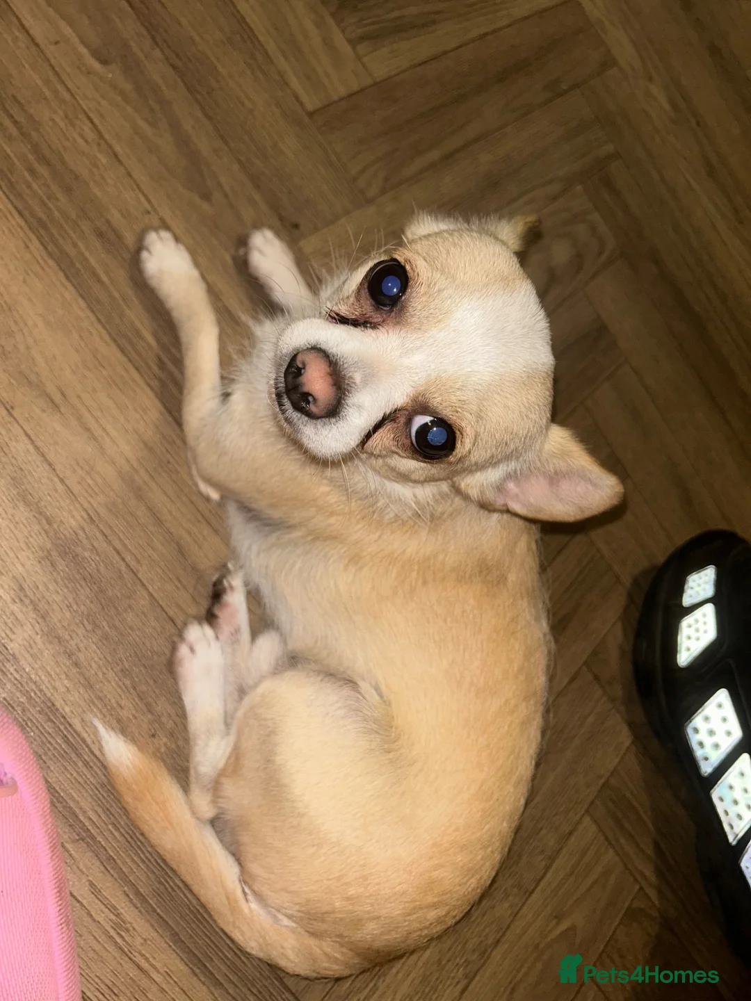 Mixed Breed dogs for sale:  Cleo – 2-Year-Old Chinese Crested x Chihuahua  in Glasgow - Advert 2