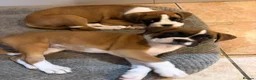 Boxer dogs for sale: Beautiful boxer puppies, 1 Male and 1 Girl -Tailed - Advert 4
