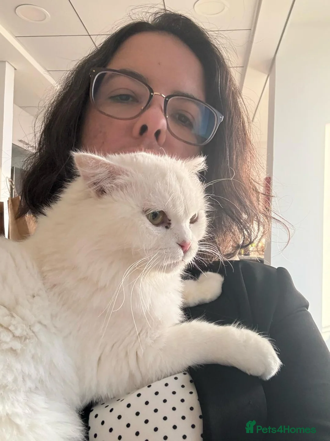 Mixed Breed cats for adoption: MYKO- MIX PERSIAN INDOOR HEALTHY NEUTERED BOY CALM - Advert 5