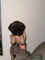 Cane Corso Puppy Light green