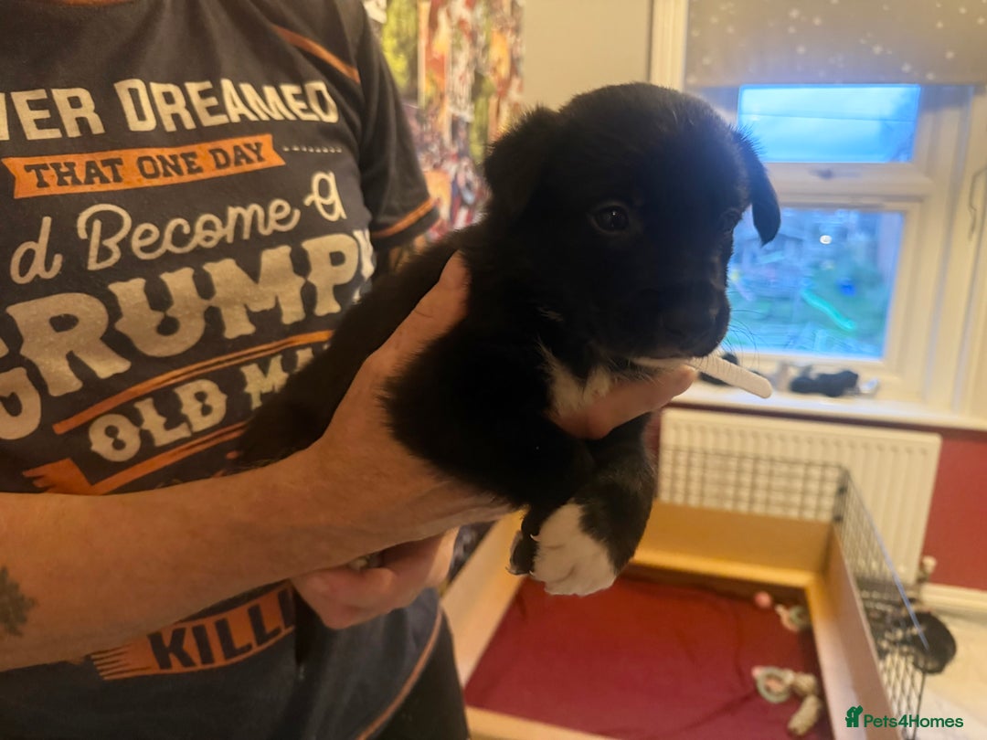 Border Collie dogs for sale: Beautiful border collie pups - Advert 5