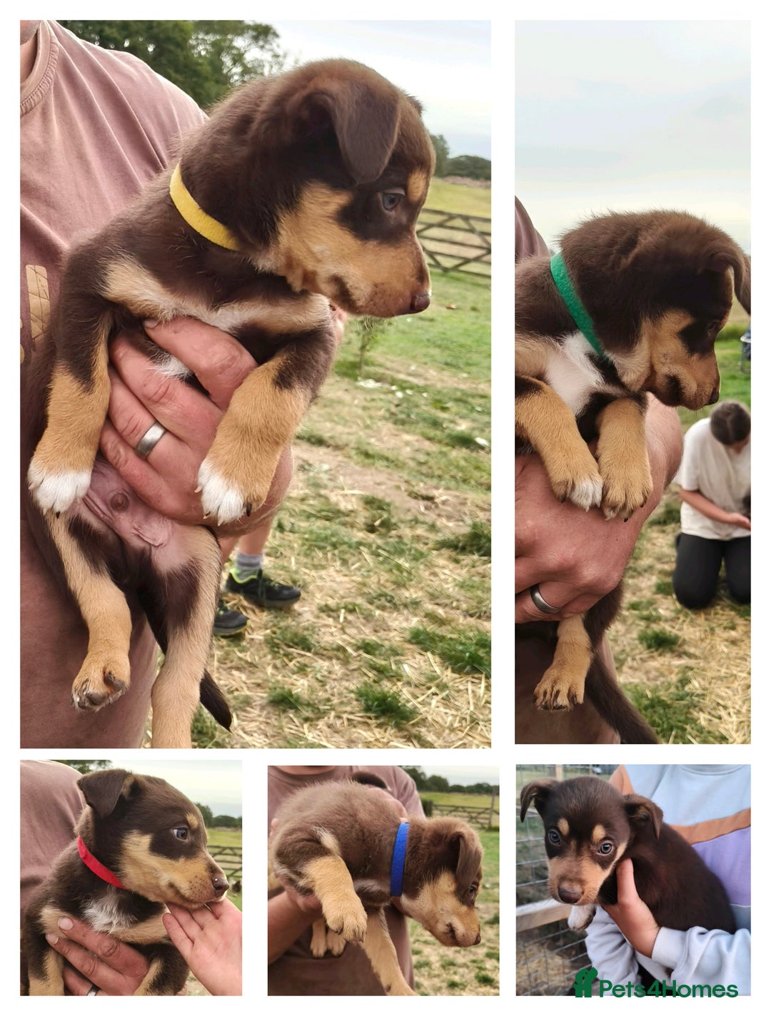 Mixed Breed dogs for sale: Kelpiexcollie puppies - Image 2