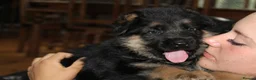 German Shepherd dogs for sale: Outstanding KC Registered German Shepherd Puppies in Newcastle upon Tyne - Advert 8