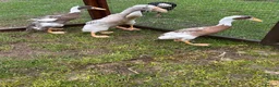 Ducks poultry for sale: Indian runner ducks 3 female 1 male - Advert 3