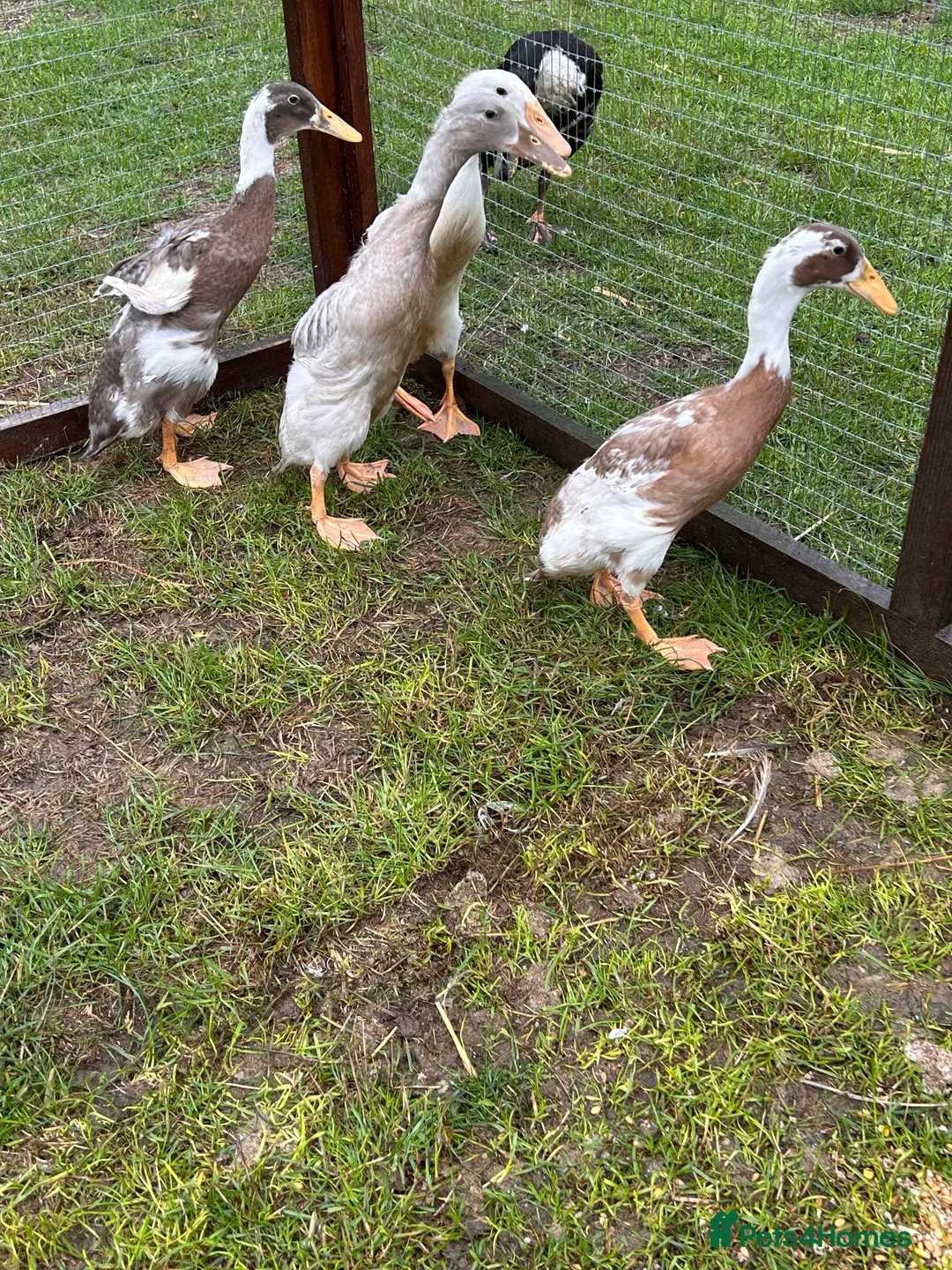 Ducks poultry for sale: Indian runner ducks 3 female 1 male - Advert 3