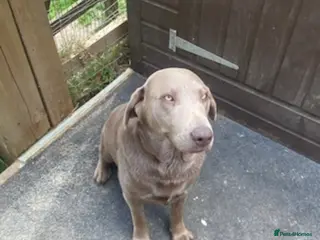 Labrador Retriever dogs Stunning Labrador Puppies - Advert 6