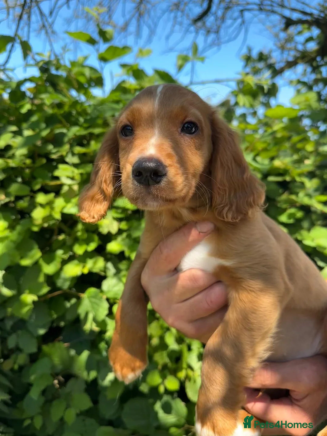 Cocker Spaniel dogs for sale: Stunning KC Reg Red Working Cocker Pup - Advert 6