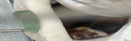 Ferret rodents for sale: Female ferret in Swindon - Advert 1