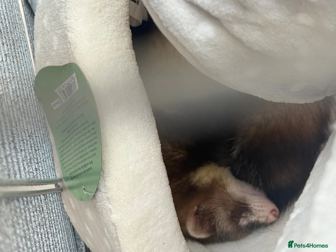 Ferret rodents for sale: Female ferret in Swindon - Advert 1