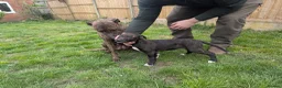 Lurcher dogs for sale: Female bull lurcher pup  - Advert 7