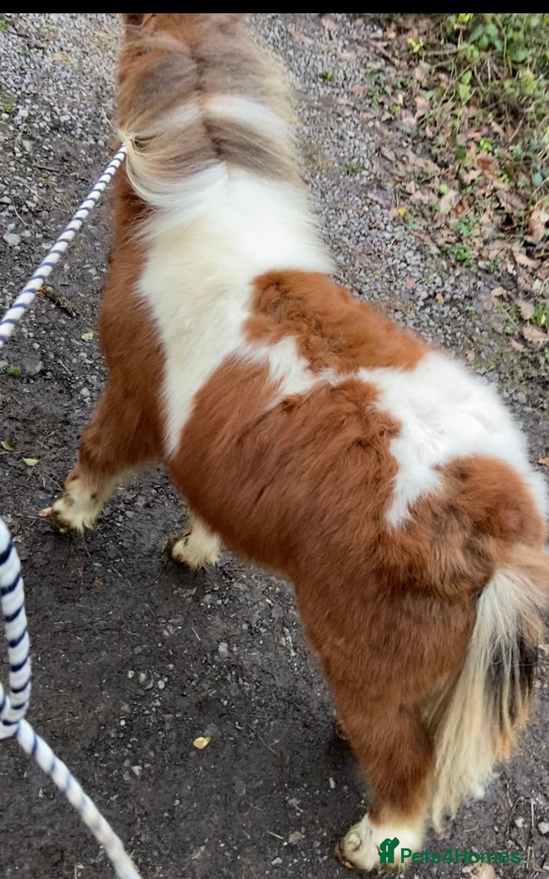 Shetland pony horses for sale: Miniature Shetland colt foal - Advert 4