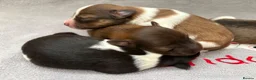 Miniature Schnauzer dogs for sale: KC registered American line Miniature Schnauzers  - Advert 4