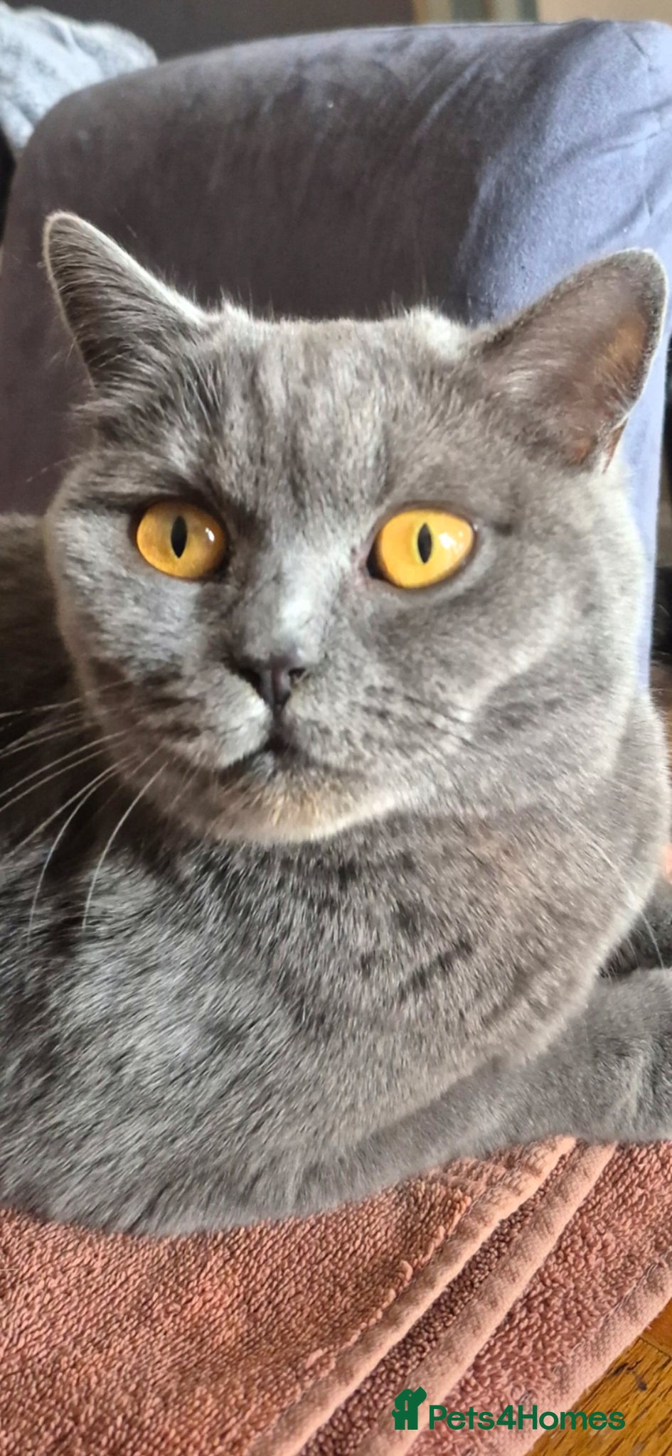 British Shorthair cats British shorthair kittens for sale  - Advert 2