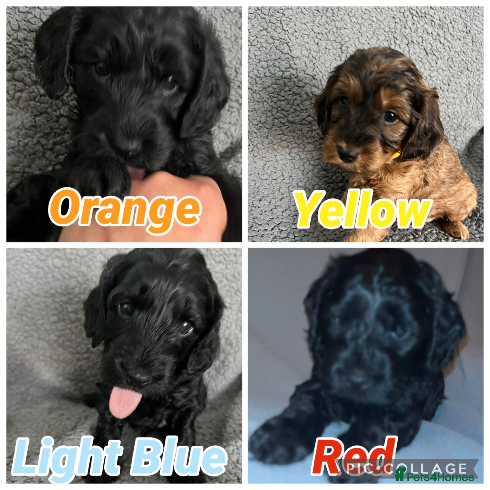 Cockapoo dogs Cockapoo Puppy’s for Sale - Advert 1