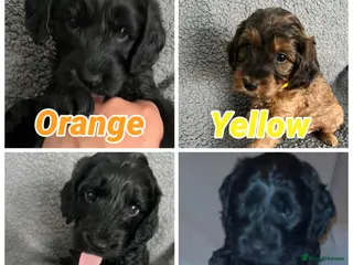 Cockapoo dogs Cockapoo Puppy’s for Sale - Advert 1