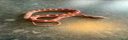 Corn Snake reptiles for sale: Corn snakes WOW AMAZING  - Advert 18