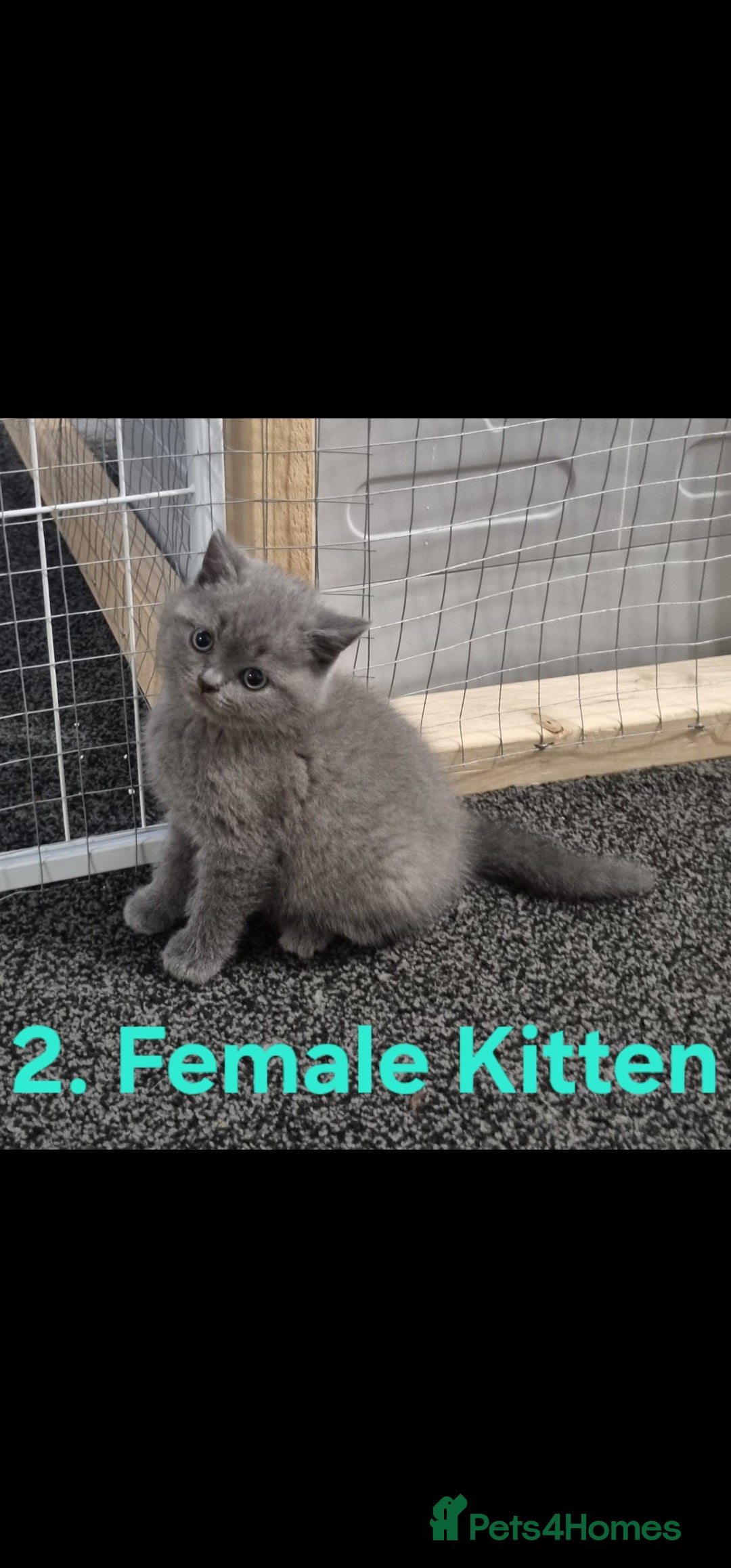 British Shorthair cats for sale: Stunning British Shorthair Kittens For Sale! - Advert 2