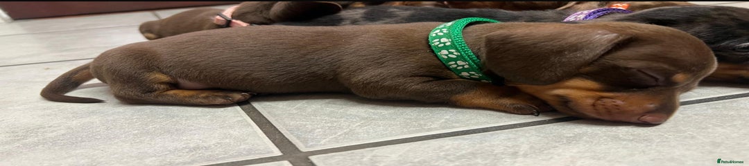 Dachshund Puppy 1