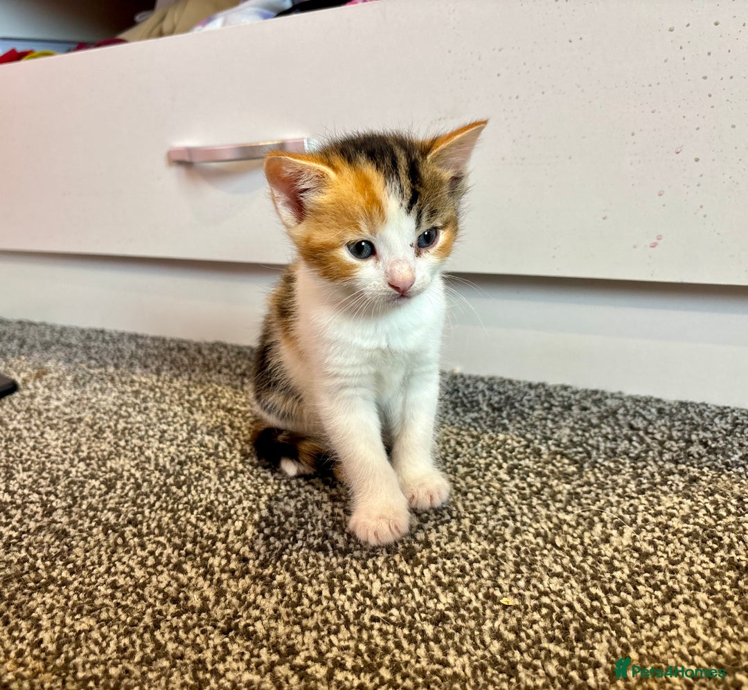Mixed Breed cats for sale: 5 beautiful kittens for sale  - Image 11