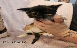 Mixed Breed cats for sale: British Long hair x kittens ONLY 4 FEMALES LEFT - Image 9
