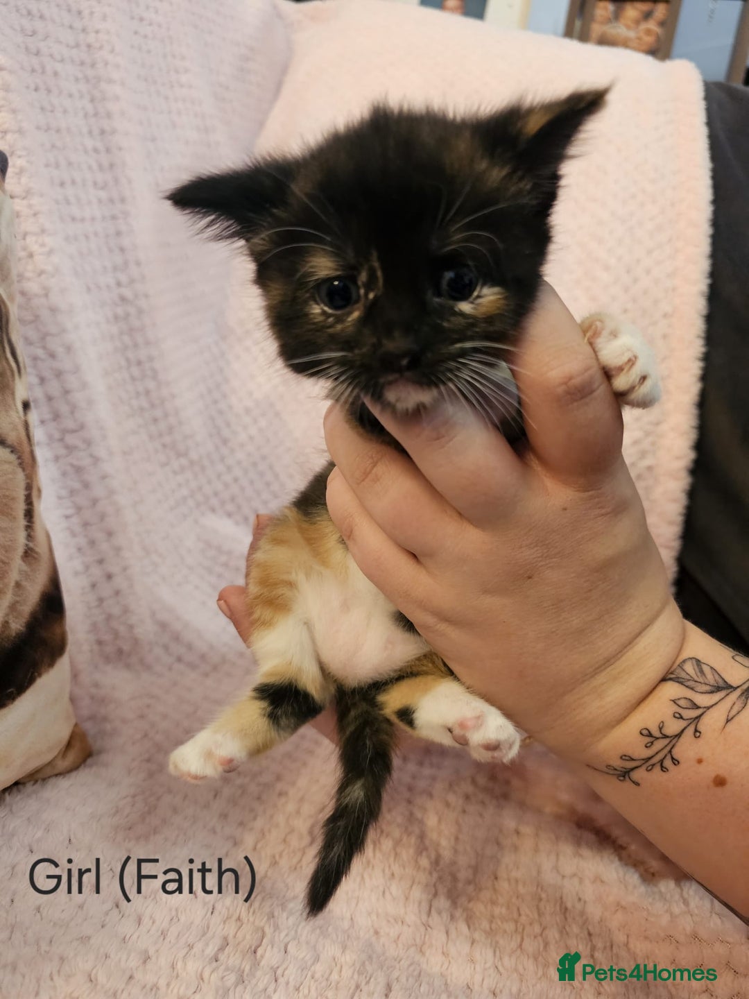 Mixed Breed cats for sale: British Long hair x kittens ONLY 4 FEMALES LEFT - Image 9