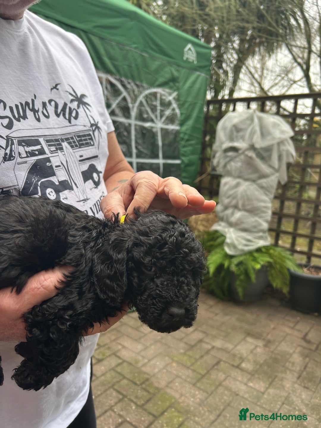 Cockapoo dogs for sale: F1B cockapoo puppies  - Advert 4
