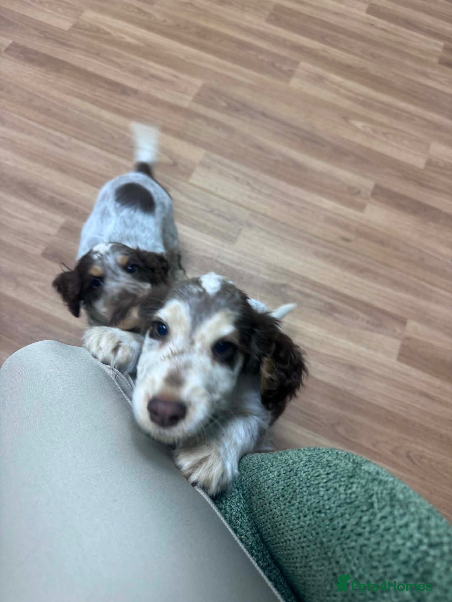 Cocker Spaniel dogs Stunning show type cocker spaniel boys  - Advert 5