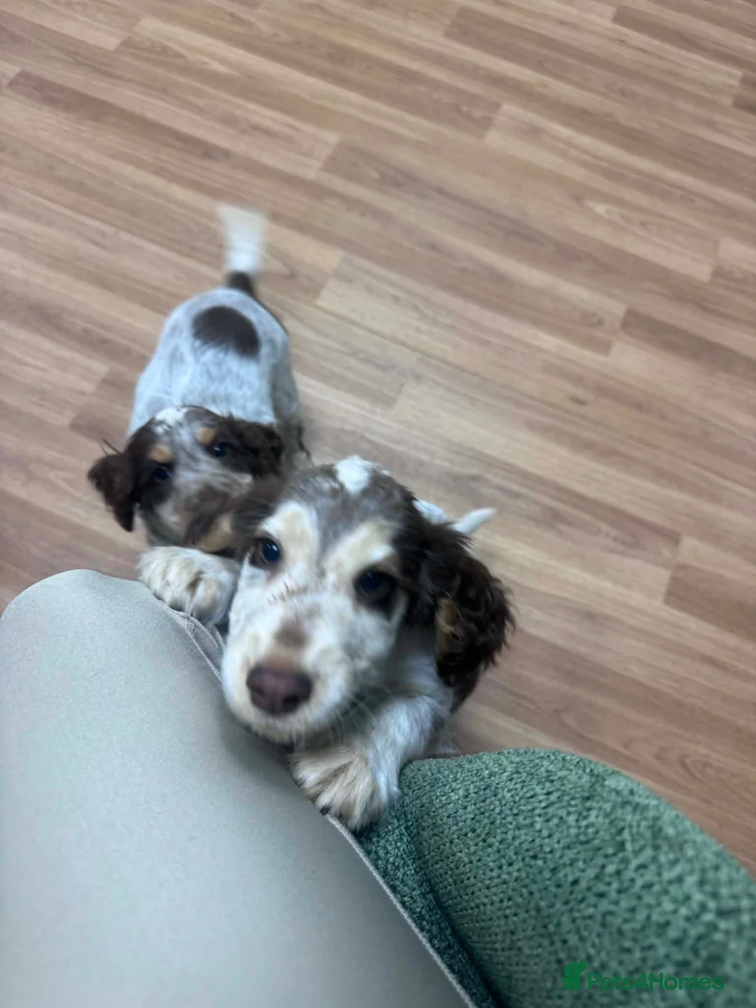 Cocker Spaniel dogs for sale: Stunning show type cocker spaniel boys  in Newark - Advert 1